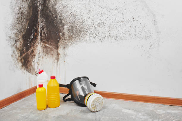 Best Crawl Space Mold Removal  in North Edwards, CA