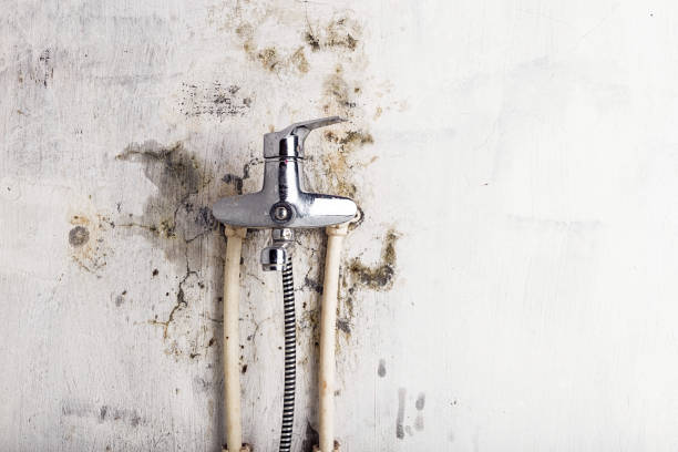 Best Residential Mold Removal  in North Edwards, CA