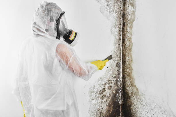 Best Mold Testing  in North Edwards, CA