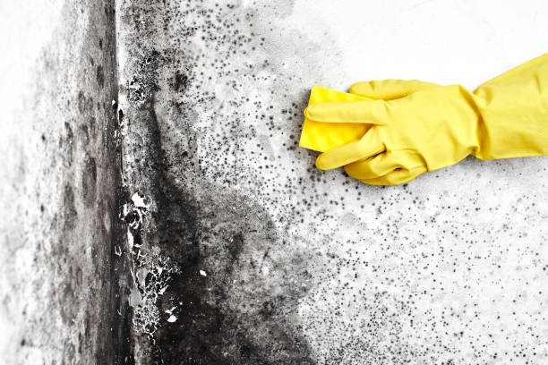 Best Office Mold Removal Services  in North Edwards, CA