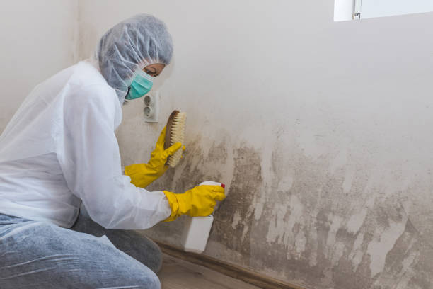 Best Crawl Space Mold Removal  in North Edwards, CA
