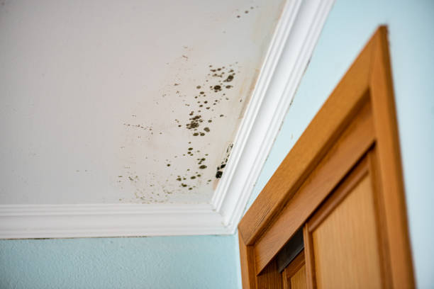 Crawl Space Mold Removal in North Edwards, CA