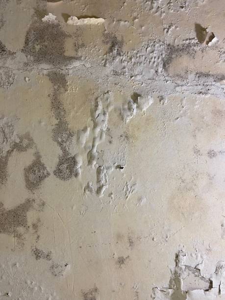 Home Mold Removal in North Edwards, CA