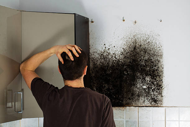 Best Professional Mold Removal  in North Edwards, CA