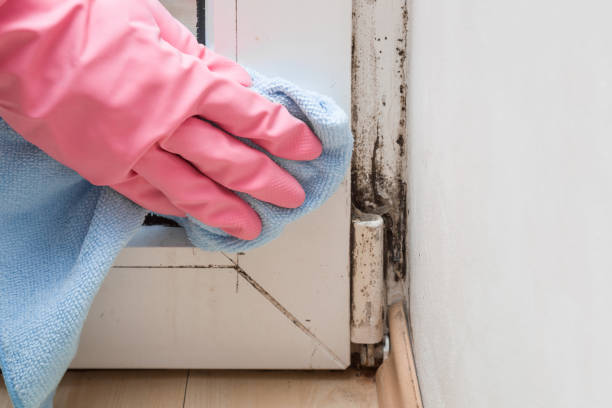 Best Affordable Mold Removal  in North Edwards, CA