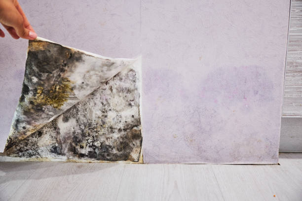 Best Best Mold Removal Companies  in North Edwards, CA